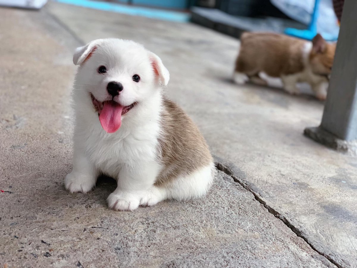 _muiimuii's tweet photo. ไอ่น้องนี่โตแล้วกลายเป็นหมีอ่ะ ฮื่อ ตอนเด็กๆขี้เหร่เด๊ะมากโตเป็นคิ้วท์เกิว 😍😍😍 https://t.co/rU99GgwTMx
