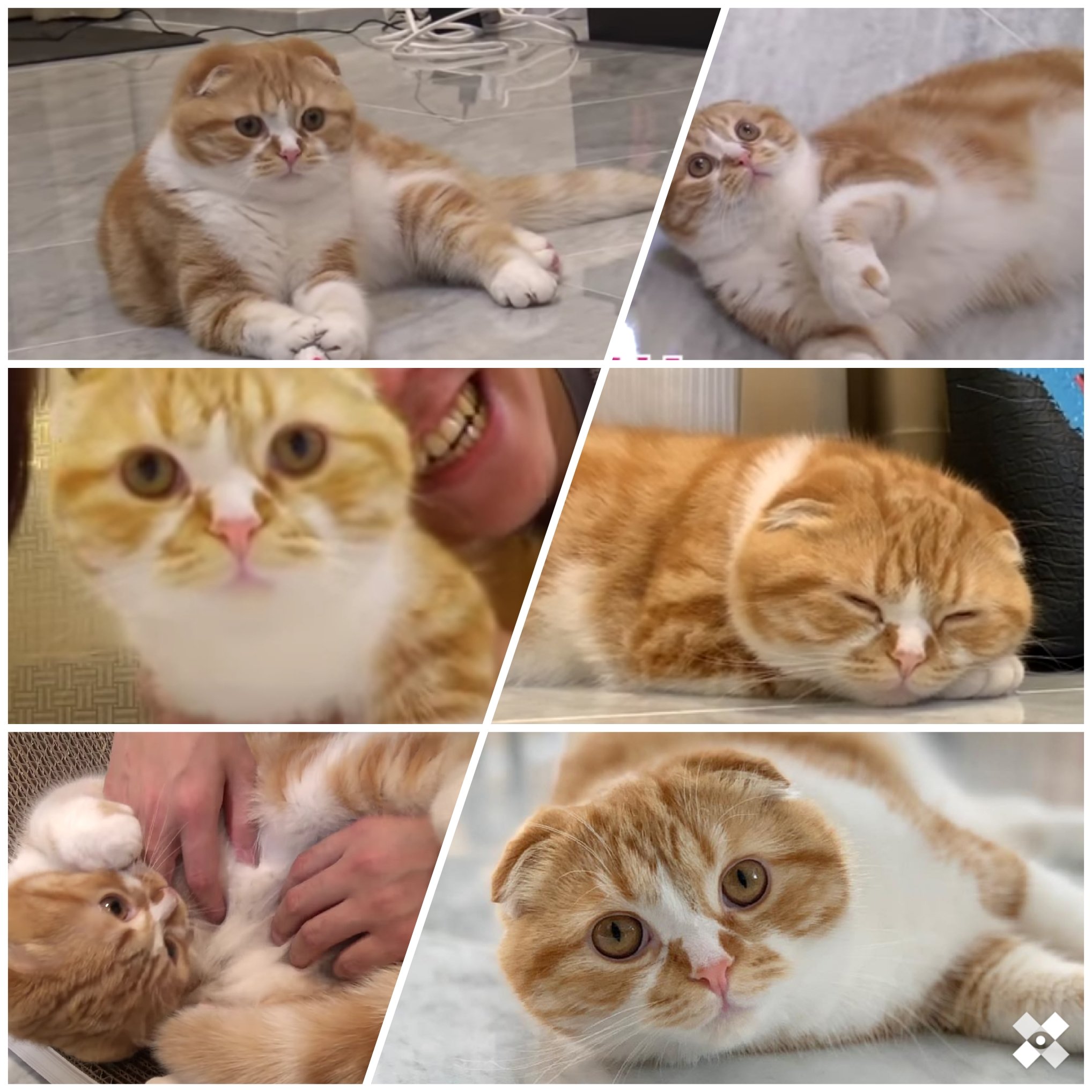 かわいい集合体 Twitter Search Twitter