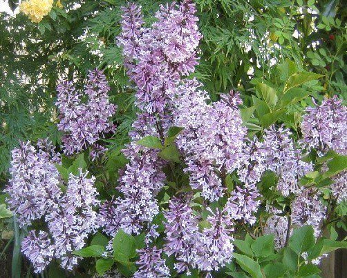 Herbal Tree Shop Nae Ya 姫ライラック 矮性ライラック ミスキム ライラックの矮性種で 花色は淡いラベンダーピンクで香りの良い品種 花付きがよく小苗から花を楽しめ 性質も強健 鉢植えにも向きます ライラック リラ ヒメライラック Herbal Tree Shop Nae Ya 姫ライラック 矮性ライラック ミスキム ライラックの矮性種で 花色は淡いラベンダーピンクで香りの良い品種 花付きがよく小苗から花を楽しめ 性質も強健 鉢植えにも向きます ライラック リラ ヒメライラック