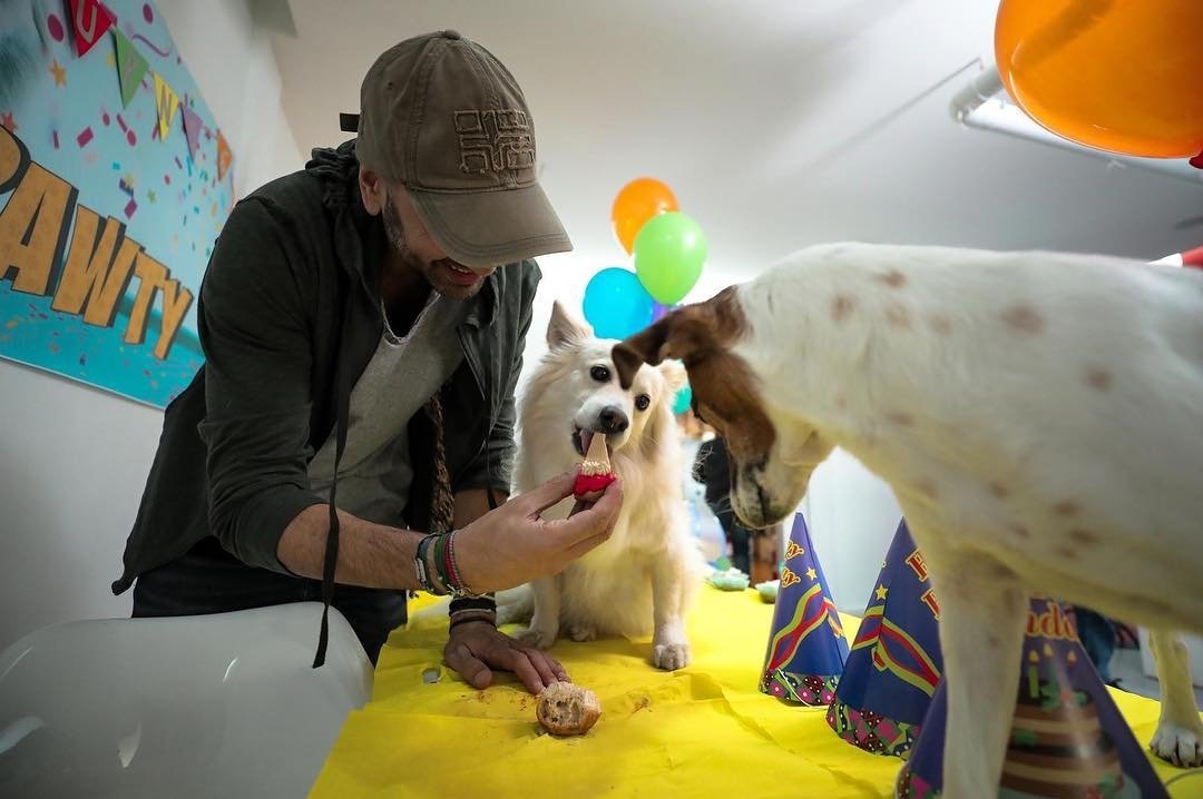 adoptdontshopl's tweet photo. How to treat your birthday boy or girl?
Reposted from rodgemix (insta) - My fluffy bundle of happiness turned 6! Yeahโฆ We threw him an insane party!!! #RodgeMix https://t.co/0ZMcGnfe6o