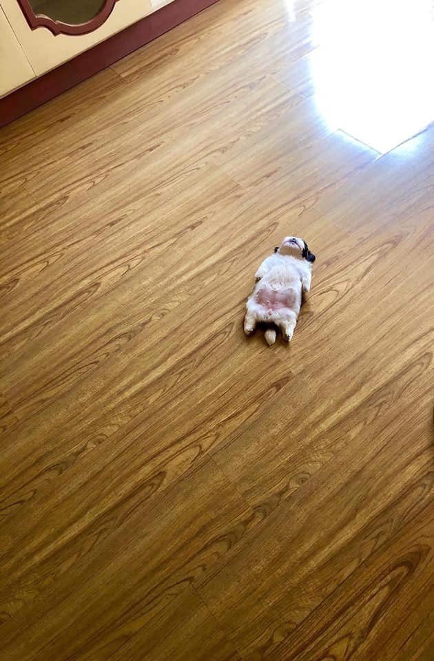 可愛すぎる なぜか仰向けに眠る犬 話題の画像プラス