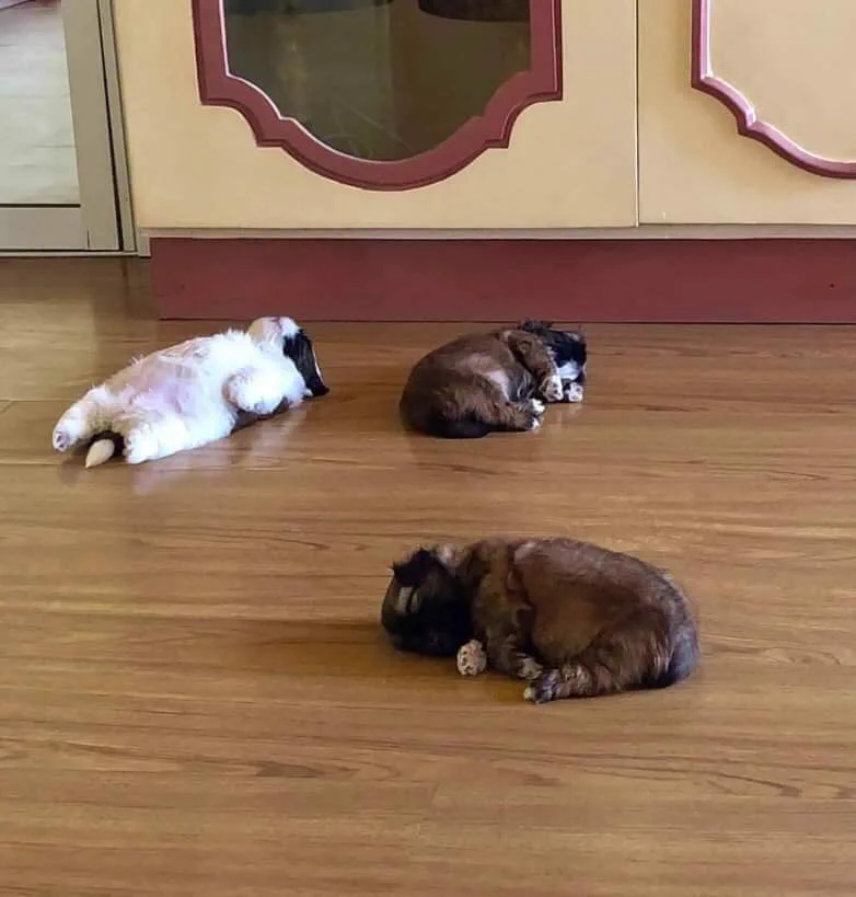 世界中から注目されている仰向きに寝る子犬が可愛すぎるｗｗ