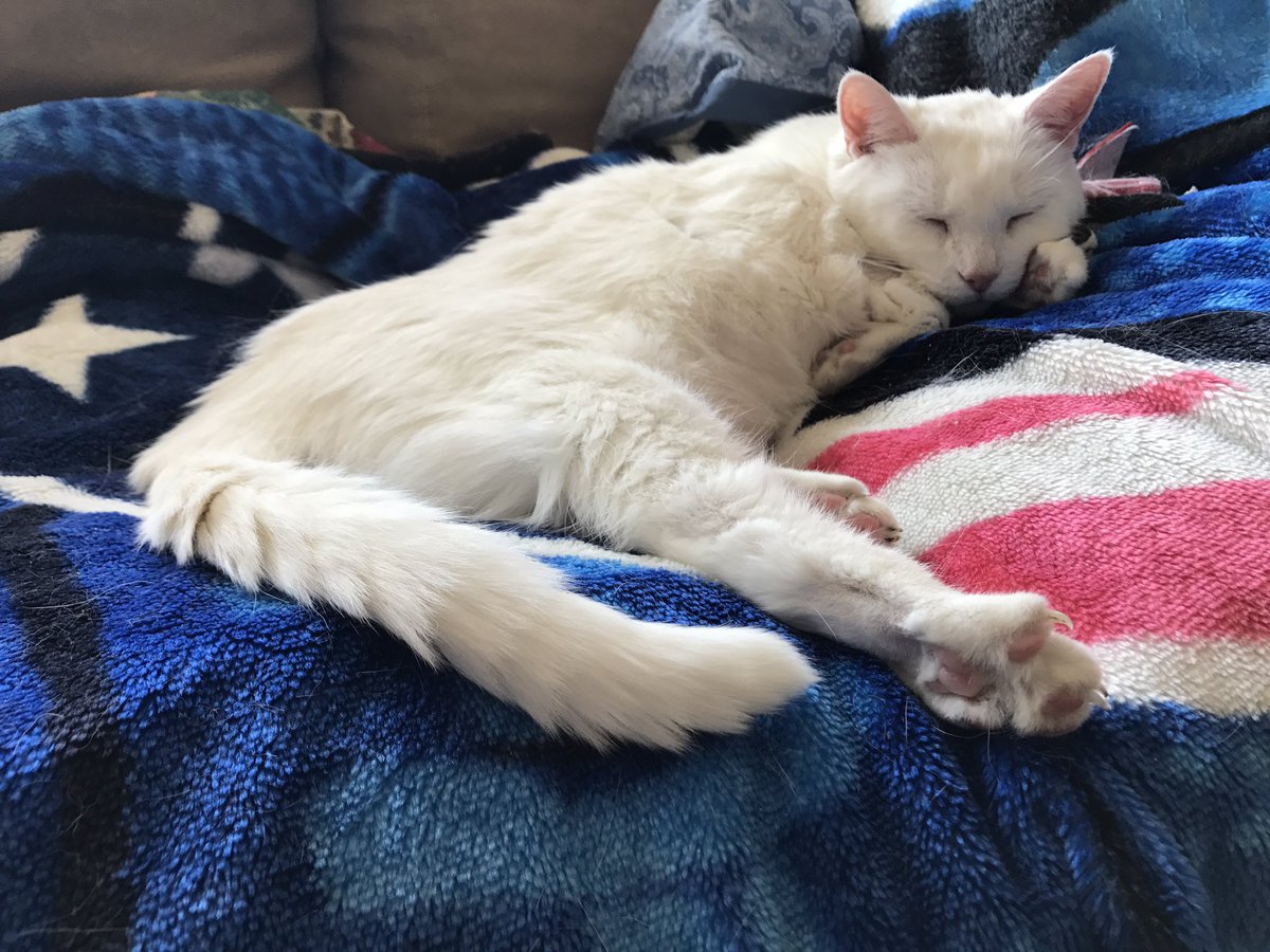 MysteryCatSleep's tweet photo. We love @BitchestheCat, #SecretOfSleep, #MasterOfSleep, n Dream Screen resident, always in our ❤️s! 
@KrisArmstrong1 @irisesther54 @MaryTfan @danapixie @lucy_bunnies @mk_inwa @klscomus1 @WhoaBlackBetty5 @Yellowonetsy @oliviackcs @MillieOTLFP @paseri021 @MewllerRawr @2flyingcatz https://t.co/w9LsiDNv7K