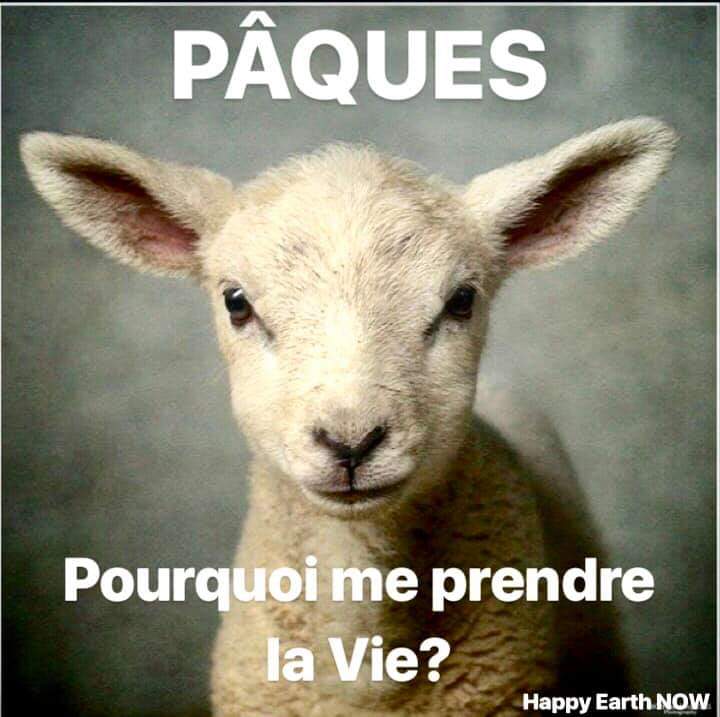 La Ligue Des Animaux tweet media