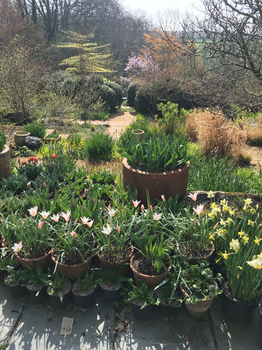 Carol Klein tweet media