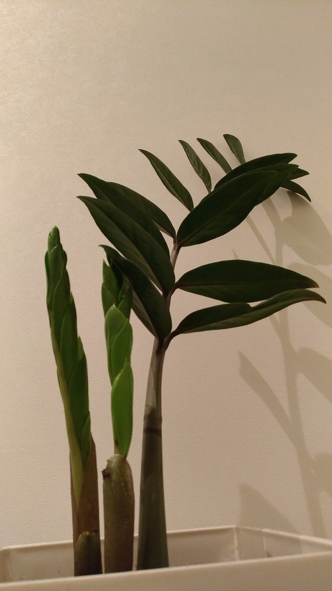 Susumu Hirasawa ところが突然二つの芽を生じさせ あれよアレヨという間に成長した 左があれよで 右がアレヨ