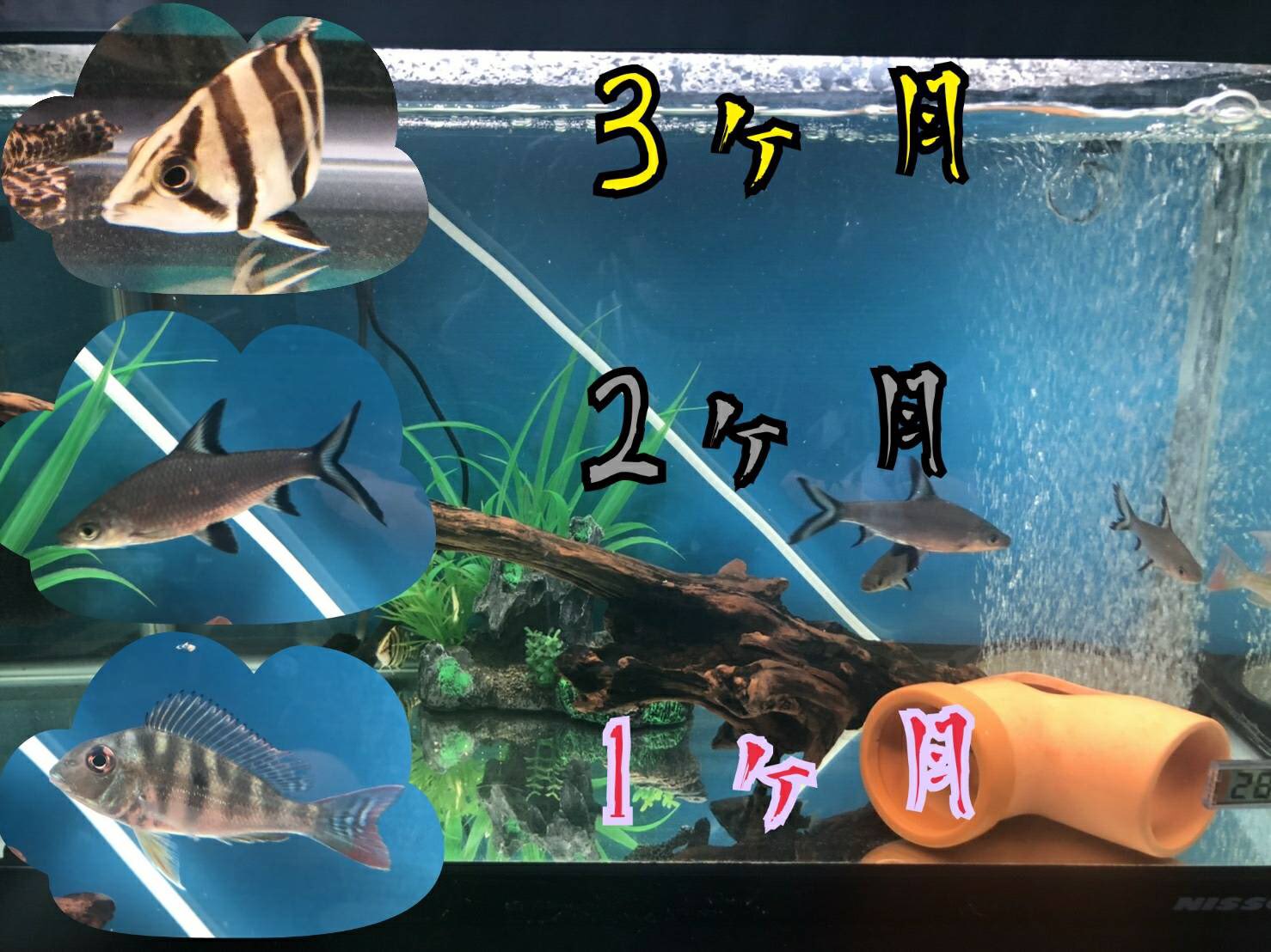 Wolf Com アクアリウム 60cm水槽 ダトニオプラスワン シルバーシャーク レッドゲオファーガスの飼育記録 T Co Yackp7sg0h Youtubeより ダトニオプラスワン シルバーシャーク レッドゲオファーガス T Co 6yfoixy2y7 Twitter Wolf Com アクアリウム 60cm水槽 ダトニオプラスワン シルバーシャーク レッドゲオファーガスの飼育記録 T Co Yackp7sg0h Youtubeより ダトニオプラスワン シルバーシャーク レッドゲオファーガス T Co 6yfoixy2y7 Twitter
