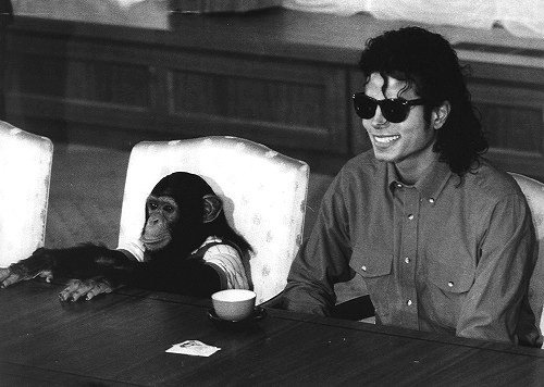 #MJfam FACT: #MichaelJackson purchased Bubbles the chimpanzee from a primate research facility in Texas in the early 1980s. Bubbles ate at the dining room table with Michael, slept in a crib and learned how to use the toilet. Michael even taught him how to moonwalk.
