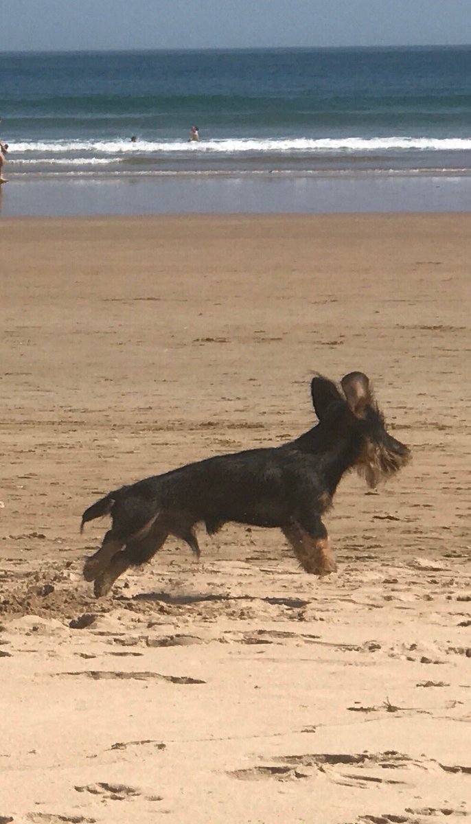 N’Harley 🇫🇷🐶  🇪🇸🇬🇧 tweet media