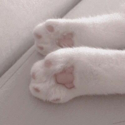 CAT🐱 tweet media