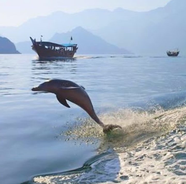 TourismDolphin's tweet photo. #khasab #musandam #musandamcruise #musandamfjords #musandam_tours #dolphins #dolphinwatching #khasaboman #followus
Visit : https://t.co/BcLwLtMLNJ https://t.co/3FgDtDNghI