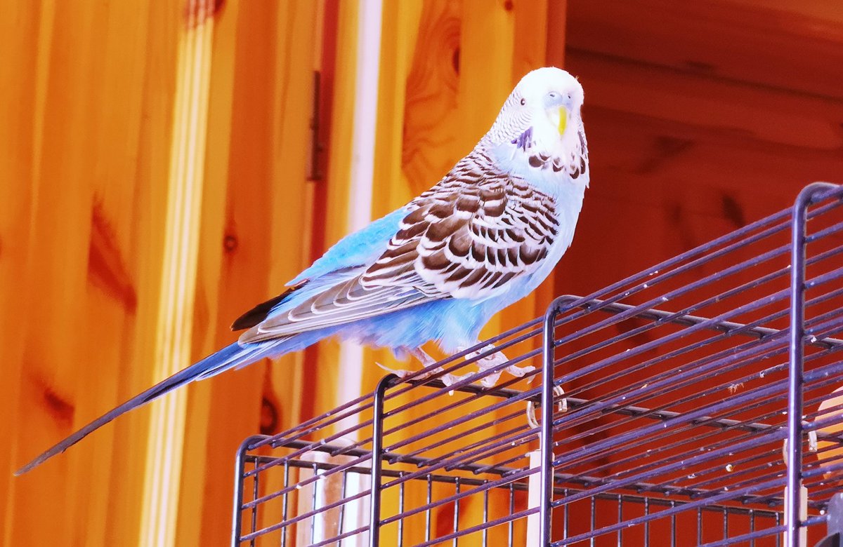Guten Morgen!

Der frühe Vogel - kann mich mal.

Ich hätte gerne noch etwas länger geschlafen 😴, aber mein Blutzucker wollte nicht. Musste mal eben ne Hypo beheben, aber jetzt wieder einzuschlafen - unmöglich.

Mach mir jetzt ein schönes Frühstück 🥣. 
Habt einen schönen Tag 😊