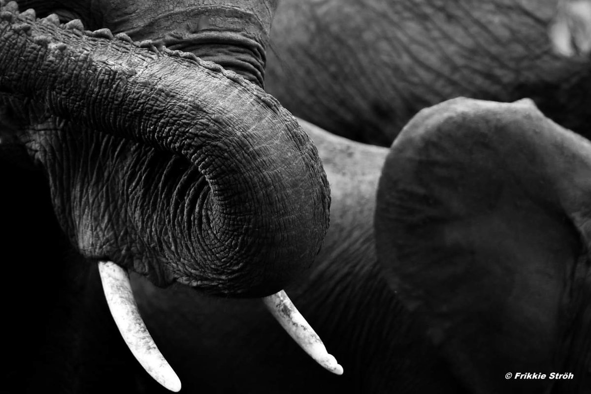 #Tusk #elephant #wildlifephotography