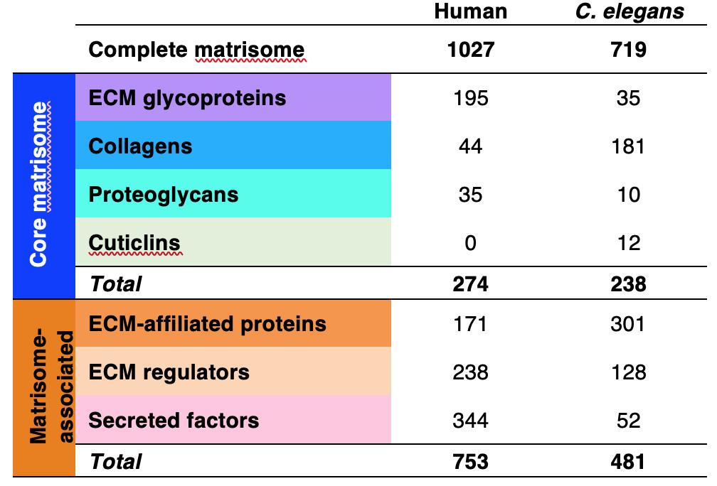 Collin Ewald (@collinewald) on Twitter photo Which proteins form #extracellular #matrces? In collaboration, we (<a href="/Alincaro_T/">Alina Teuscher</a>, <a href="/JongsmaE/">Eline Jongsma</a>, <a href="/martinnaperdav1/">martinnaperdavis</a>, <a href="/jan_gebauer/">Jan Gebauer</a>, @NabaLabUIC) defined the <a href="/matrisome/">Matrisome Project</a> and classified the #collagens of C. elegans. Check out our online tools to annotate your datasets doi.org/10.1016/j.mbpl… Which proteins form #extracellular #matrces? In collaboration, we (<a href="/Alincaro_T/">Alina Teuscher</a>, <a href="/JongsmaE/">Eline Jongsma</a>, <a href="/martinnaperdav1/">martinnaperdavis</a>, <a href="/jan_gebauer/">Jan Gebauer</a>, @NabaLabUIC) defined the <a href="/matrisome/">Matrisome Project</a> and classified the #collagens of C. elegans. Check out our online tools to annotate your datasets doi.org/10.1016/j.mbpl…