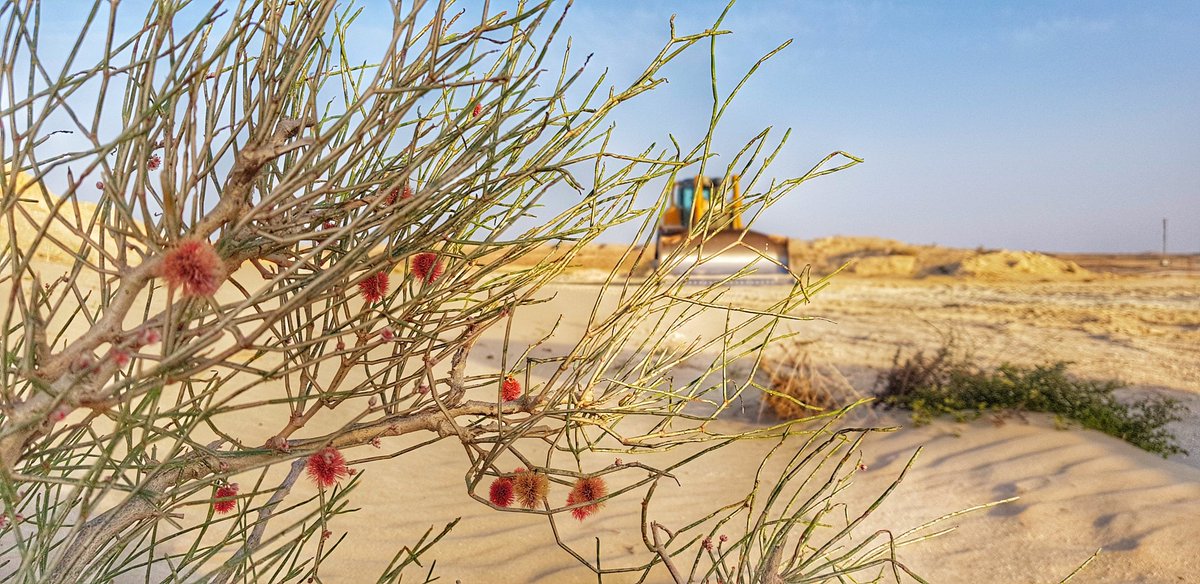 assasqtr's tweet image. بالأمس زرت أحد المواقع التي يتواجد بها اشجار العبل النادره لدينا بقطر . كنت اعتقد ان مكانها بعيد عن ايادي المخربين ولكن للأسف وجدت الجرفات قد اقتلعت وجتثت ٩٠% من العبل المتواجد .