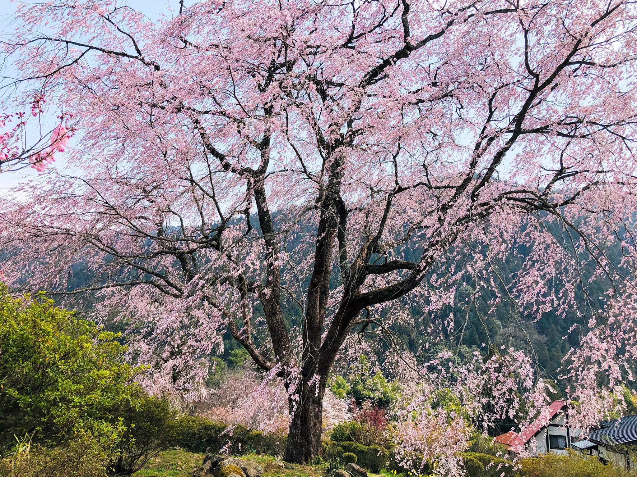 湯の山温泉しだれ桜 Twitter Search Twitter
