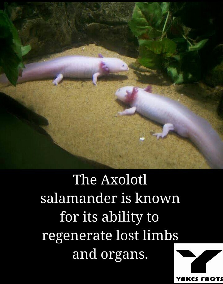 yakes_facts's tweet image. #Axolotl #salamander #Axolotlsalamander