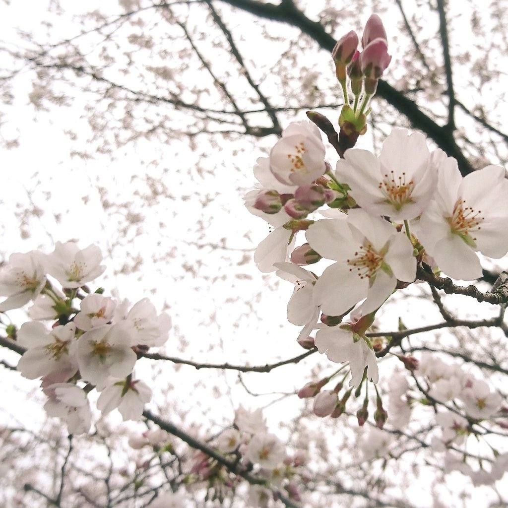 スモモの花