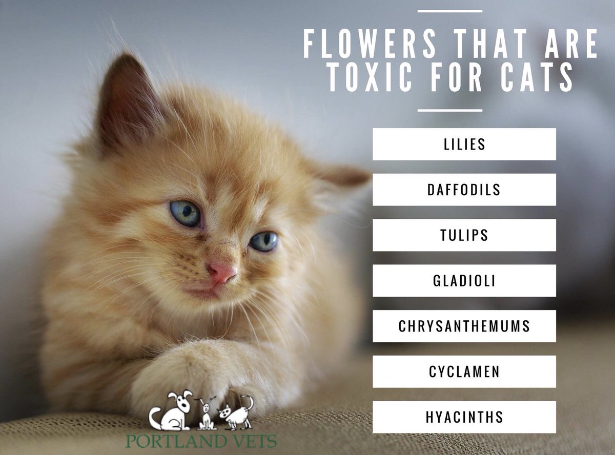 Before you rush out and buy a Mother’s Day bouquet, many common flowers purchased at this time of year are toxic to cats and many are toxic to dogs too. If you are concerned your pet may be showing signs of toxicity, contact your vet immediately. #mothersday