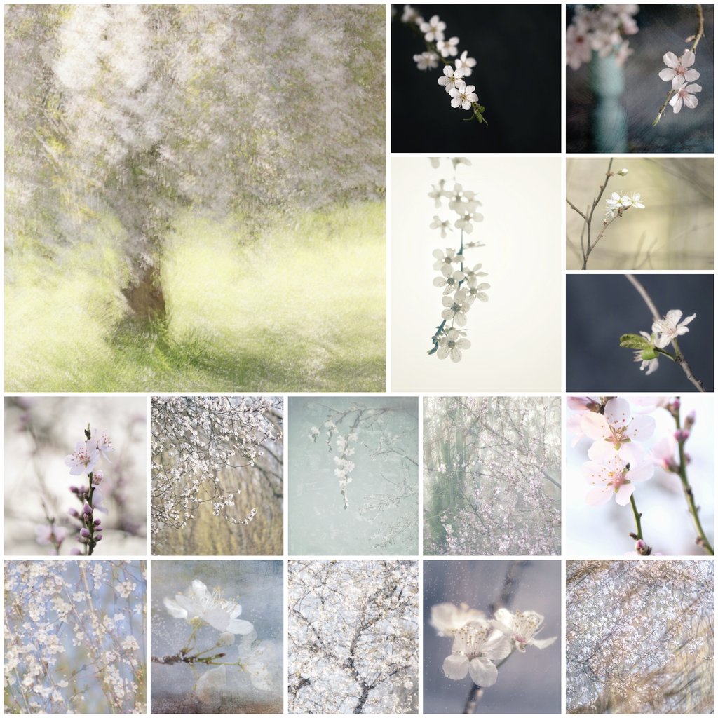 ggcimages's tweet photo. A Saturday morning blossom fest https://t.co/V6BGXQqDMZ