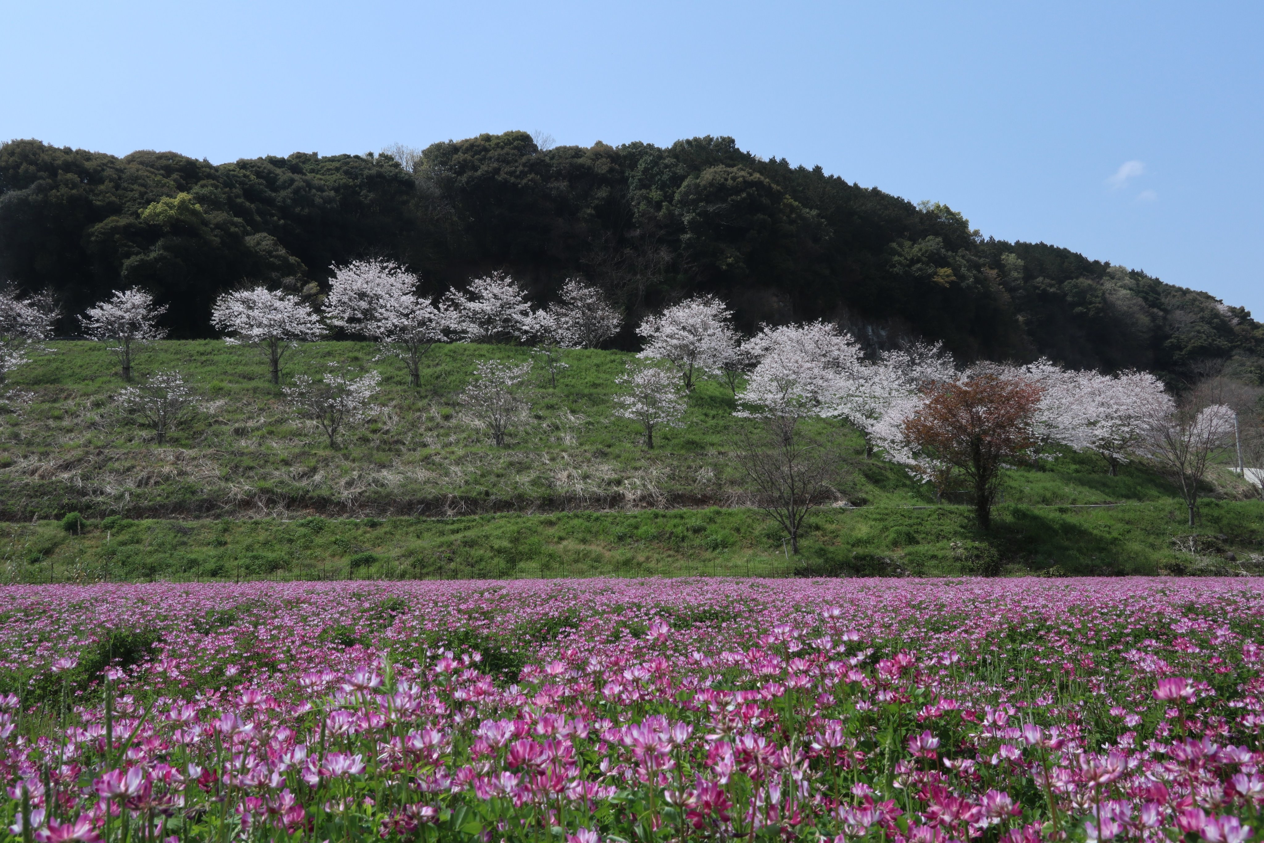 Hirasu21c Today S Photo Astragalus Cherry 蓮華草 桜 T Co 5nmhzqsdzd Twitter