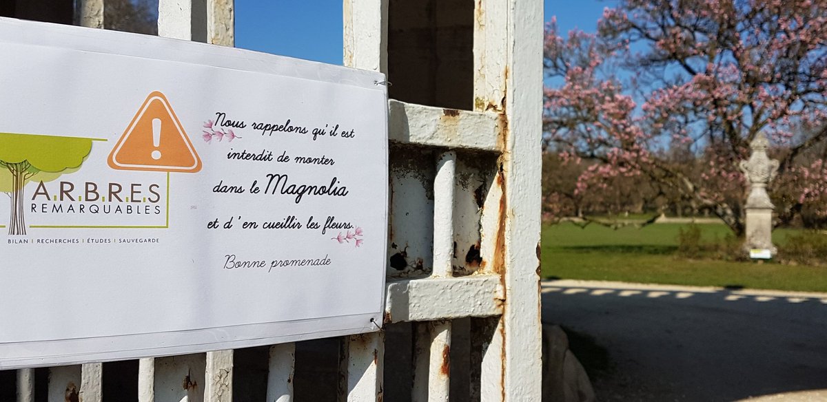 Le #magnolia sera bientôt fleuri 😍 Petit rappel à tous nos visiteurs. #arbreremarquabledefrance #marne #hautemarne #meuse #saintdizier #champagne #grandest