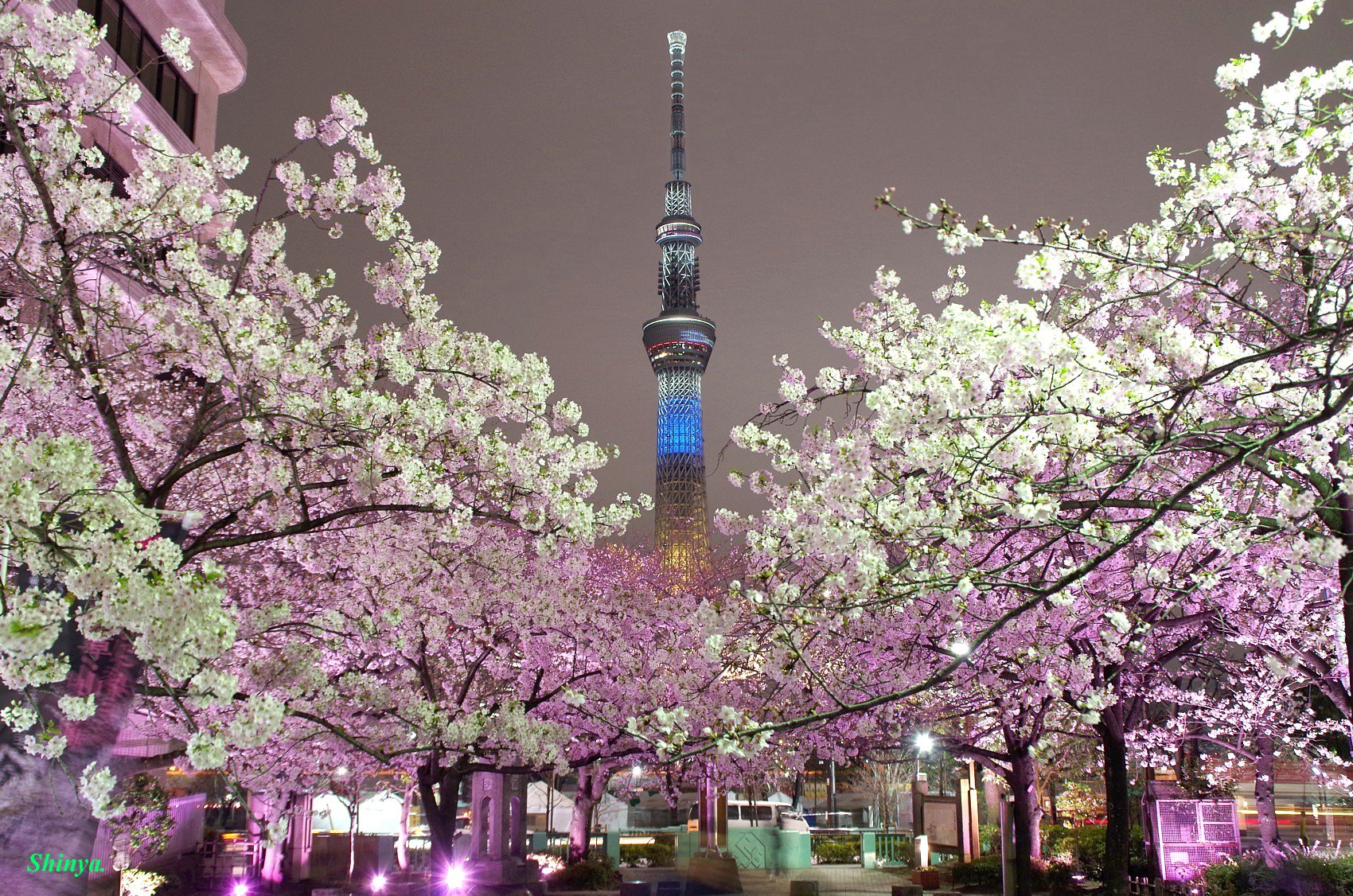 Shinya 浅草 空 山谷堀公園 リニューアル 夜桜 浅草 隅田公園 近く 東京スカイツリー ライトアップ 青色 コロナに打ち勝とう スカイツリー 特別ライティング Skytree Light Up Sanyabori Park Sakura Cherry Blossom Asakusa スカイツリー Skytree