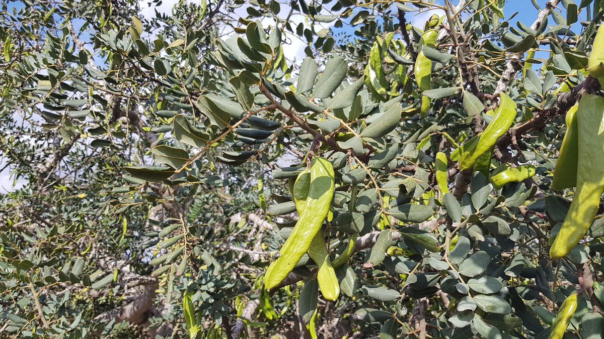 Algarrobo o garrofero. Especie que vive en el ámbito geográfico del garbancillo, y con interesantes propiedades para su uso en adaptación y mitigación al cambio climático