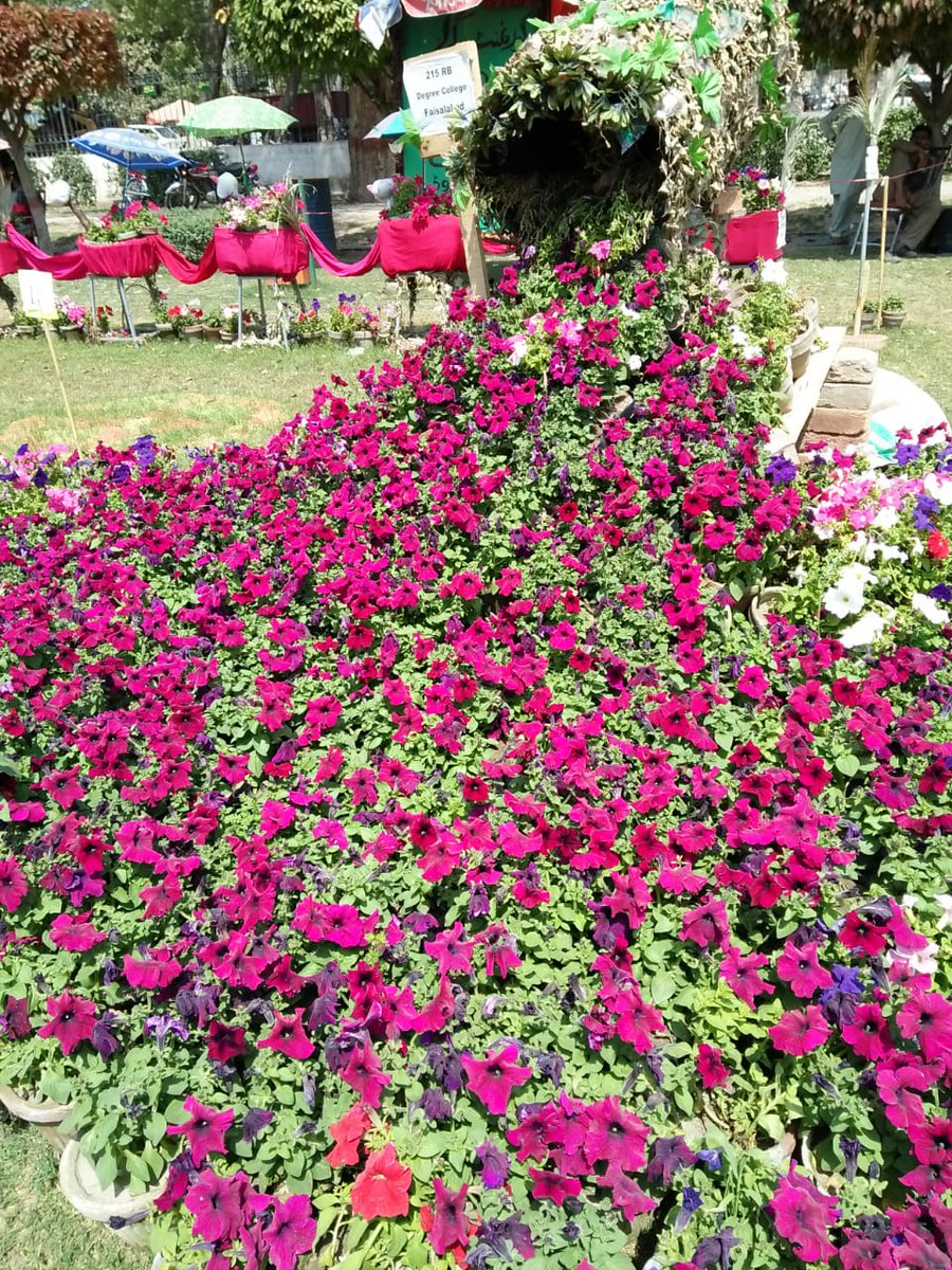 ifrajaved14's tweet photo. #Faisalabad 
#DGround 
#Flowerexhibition https://t.co/qJpQgQANxb
