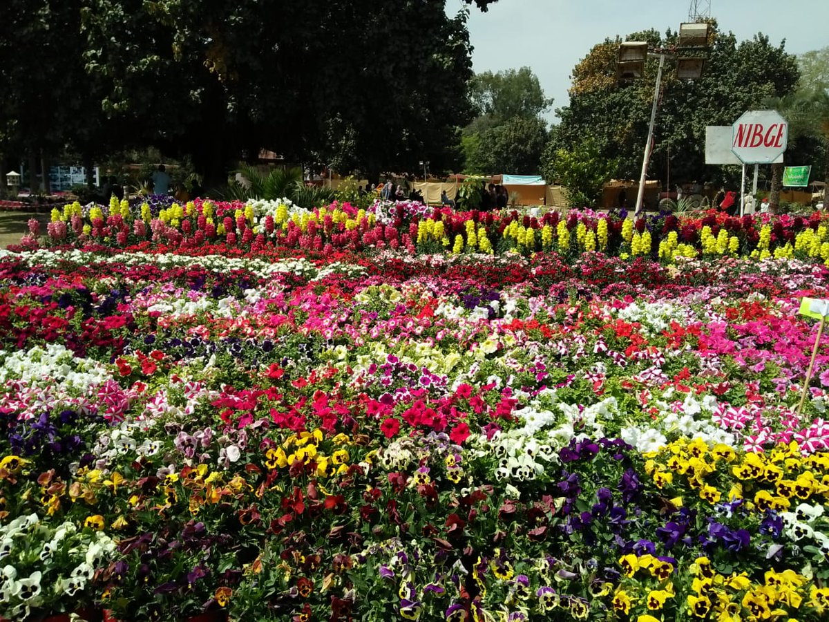 ifrajaved14's tweet photo. #Faisalabad 
#Flowerexhibition 
#DGROUND https://t.co/VQGphyketB