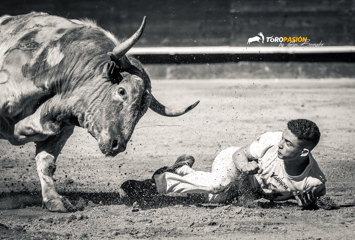 toropasion's tweet photo. Un encuentro peligroso | A dangerous meeting •
#riesgo #peligro #ligatoropasión #recortadores #fallas #valencia #tauromaquia #toreoacuerpolimpio #toropasión #tradición #valor #espectáculo #arte #fotografía #toro #bulls #bullfighting #bullfightersonly #sportphotography https://t.co/hupIrwnu2m
