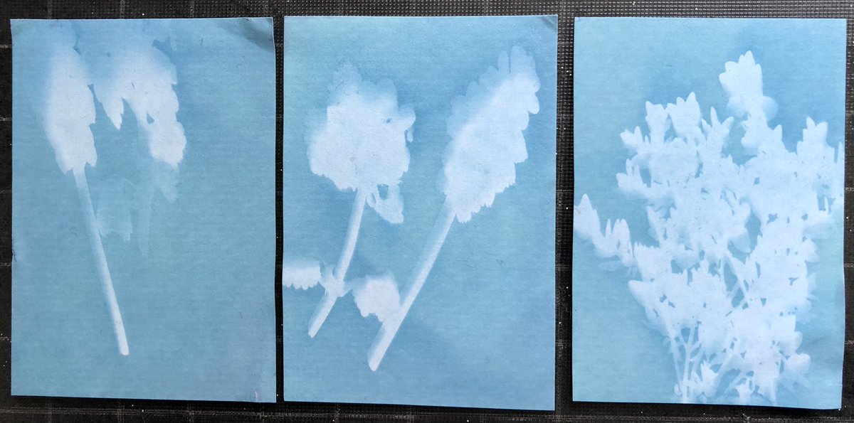 InFocusCIO's tweet photo. Doing some experiments in chemical free photography today! Hoping to give some of our young people we work with the opportunity to experience #analogue #photography 
#sunograms #sunography #photogram #photograms https://t.co/L5oRyGg72P