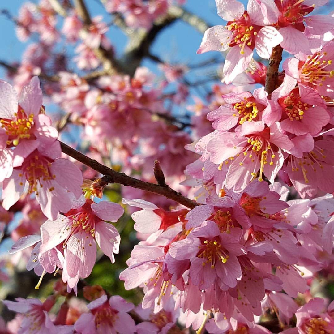 94S8m3gugZ8bzAb's tweet photo. #flower #flowerpowers #flowermagic #flowerlove #flowerphoto #flowersofinstagram #flowerlover #gotembagram #gotembagram2019 #nature #naturelovers #naturephotography #natureza #spring #naturepaul #ごてぐら https://t.co/qdK1m7LROa
