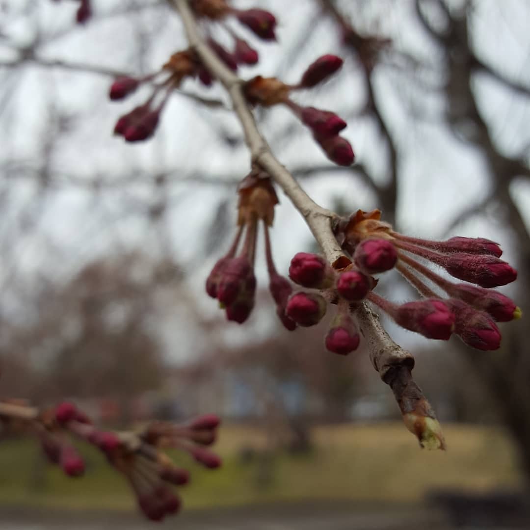 94S8m3gugZ8bzAb's tweet photo. #flower #flowerpowers #flowermagic #flowerlove #flowerphoto #flowersofinstagram #flowerlover #gotembagram #gotembagram2019 #nature #naturelovers #naturephotography #natureza #spring #naturepaul #ごてぐら https://t.co/qdK1m7LROa