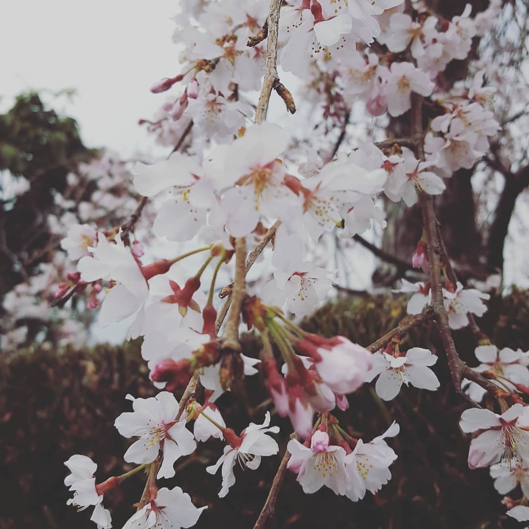 94S8m3gugZ8bzAb's tweet photo. #flower #flowerpowers #flowermagic #flowerlove #flowerphoto #flowersofinstagram #flowerlover #gotembagram #gotembagram2019 #nature #naturelovers #naturephotography #natureza #spring #naturepaul #ごてぐら https://t.co/qdK1m7LROa
