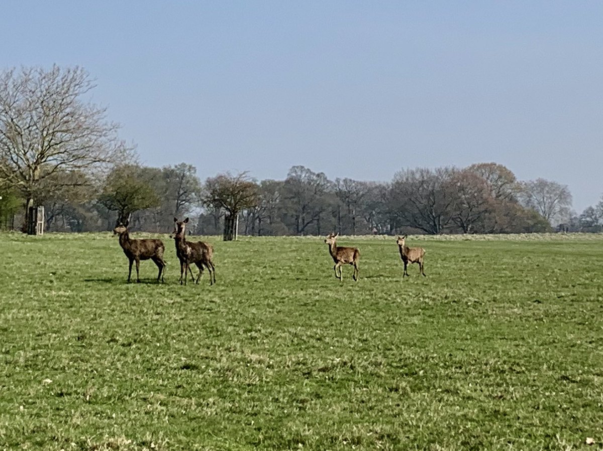 WhortonTraining's tweet photo. No one was around to do parkrun with me this morning so I thought I’d start ticking off a few local ones before moving to Edinburgh with a bit of tourism to Richmond park. Tough one lap made so much better with beautiful scenery and deers! ☺️🦌 #parkrun #richmondpark https://t.co/vM0VQ7wZIs