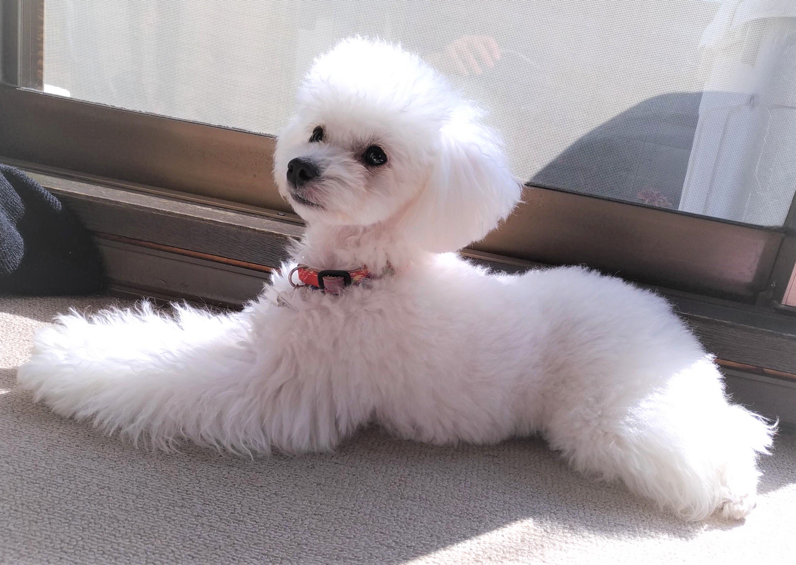 パンフェノン Twitter Search Twitter