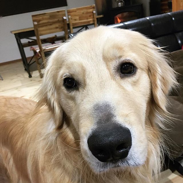 ららむり かいくんのお鼻 少しだけハゲが小さくなったような なってないような感じです ゴールデンレトリバー Goldenretriever 犬 鼻の上のハゲ T Co Ithvnkcl8n T Co Viygzlnqro Twitter