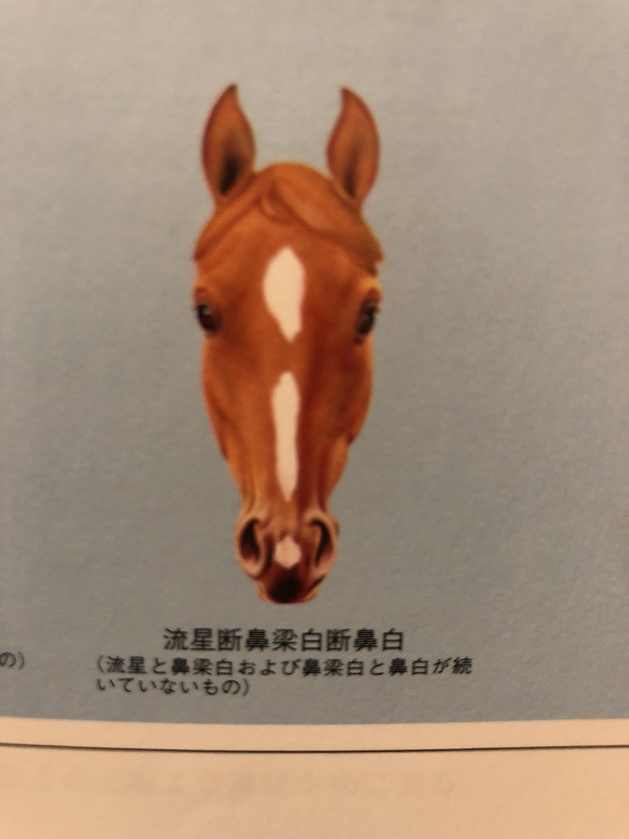 高橋駿人 馬術選手 Di Twitter 顔の白斑にこんな名前なるんだ笑 頭こんがらがりそう 大流星鼻梁白鼻梁大鼻白 流星断鼻梁白断鼻白