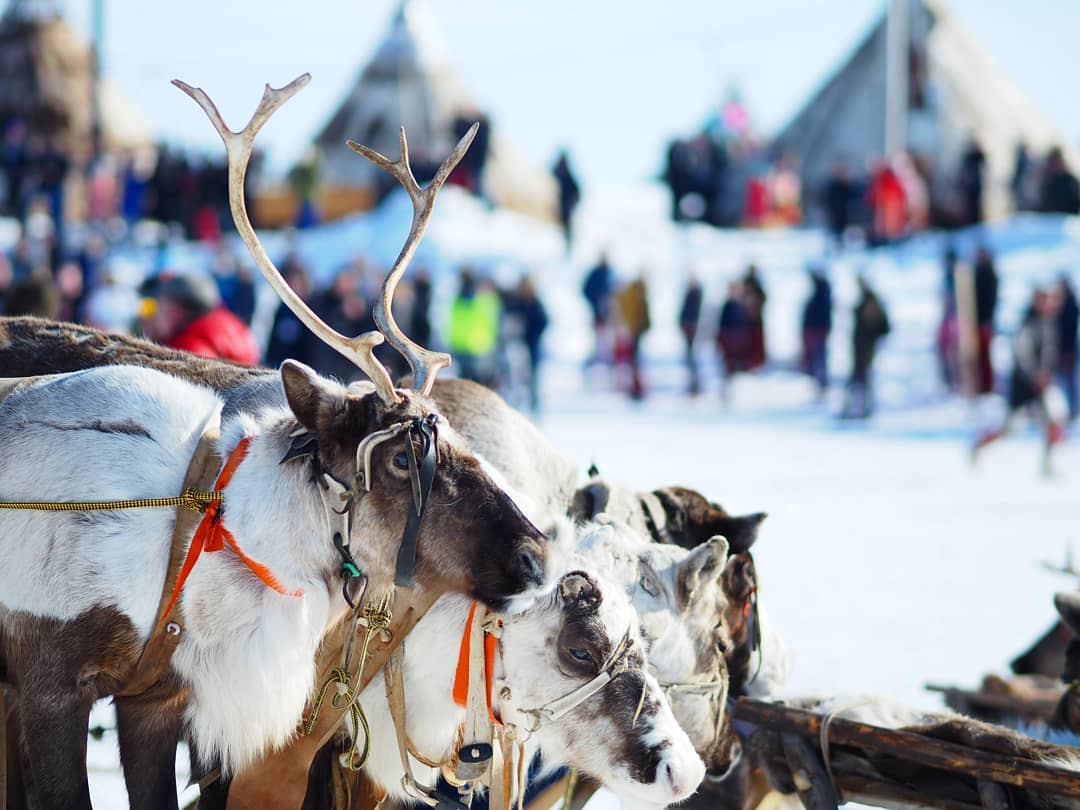 Ekatmid's tweet photo. The Reindeer Herder Day in Salekhard, Yamal-Nenets autonomous okrug
#visitRussia #welcome2yamal #GoToUral
📷 Artem Cheremisov https://t.co/b3Gcish91H