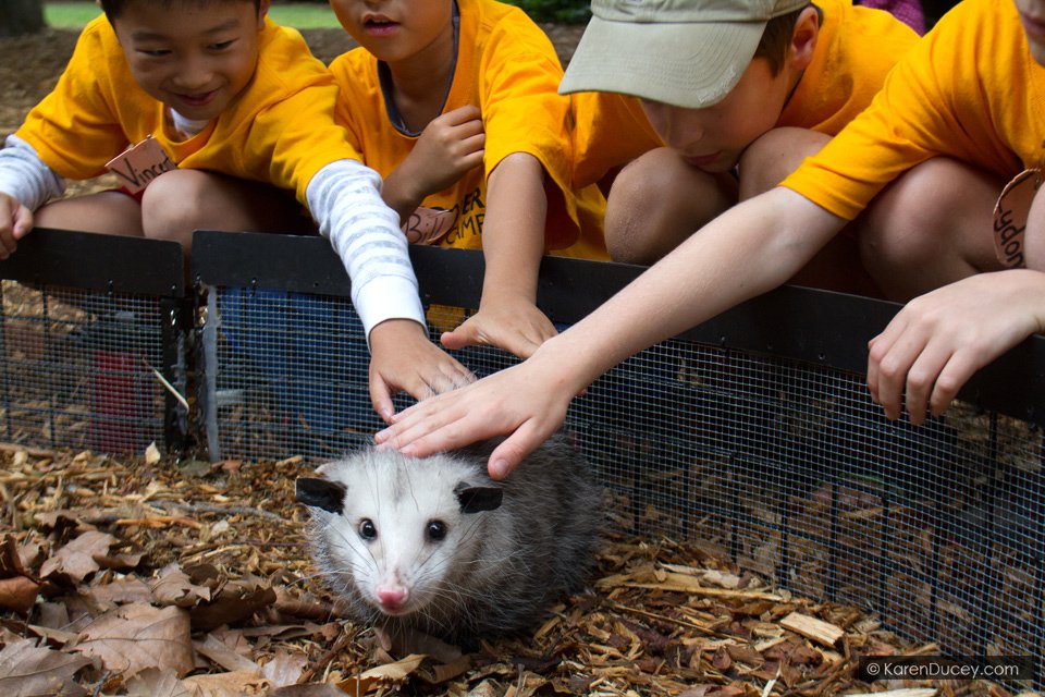 Possumeveryhour.io (@possumeveryhour) on Twitter photo 