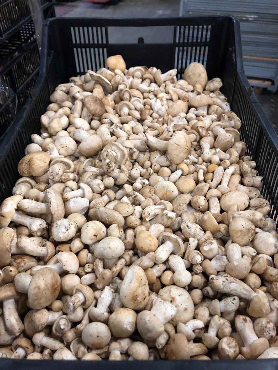 RonMaxfield's tweet image. ST GEORGES MUSHROOMS are here #springproduce #StGeorgemushrooms #wildmushrooms #springmenu #foodporn @MGaletti01 @ChefAlainRoux @garyfoulkes @Cheftonks @TomCenci @oldtowncooks @ChefKimWoodward @helenapuolakka @MattWorswick @Crownburchetts @NickGaler @DunkyJP