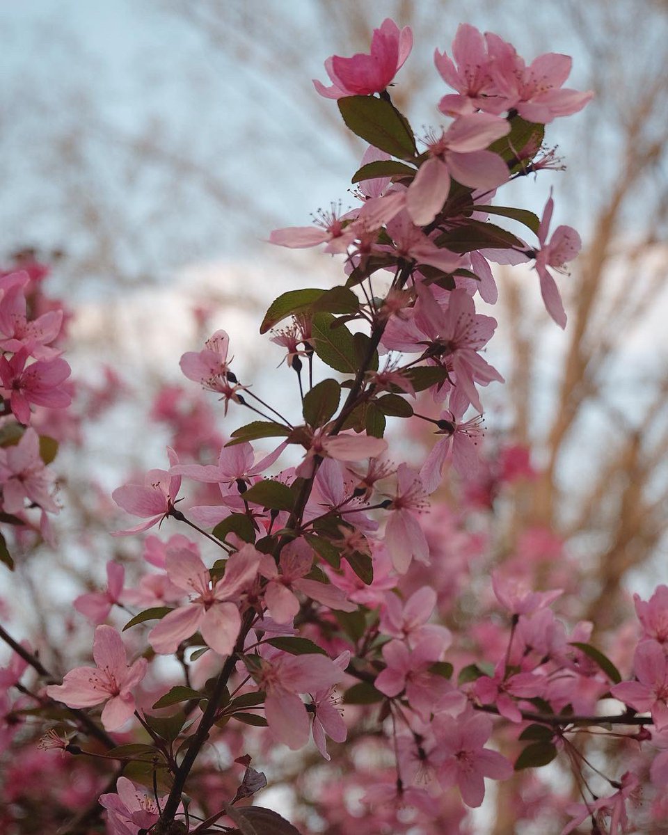 Mother Nature is awakening from her winter slumber. Go outside and greet her. #prettyinpink #spring <a href="/CallawayGardens/">Callaway Resort & Gardens</a>