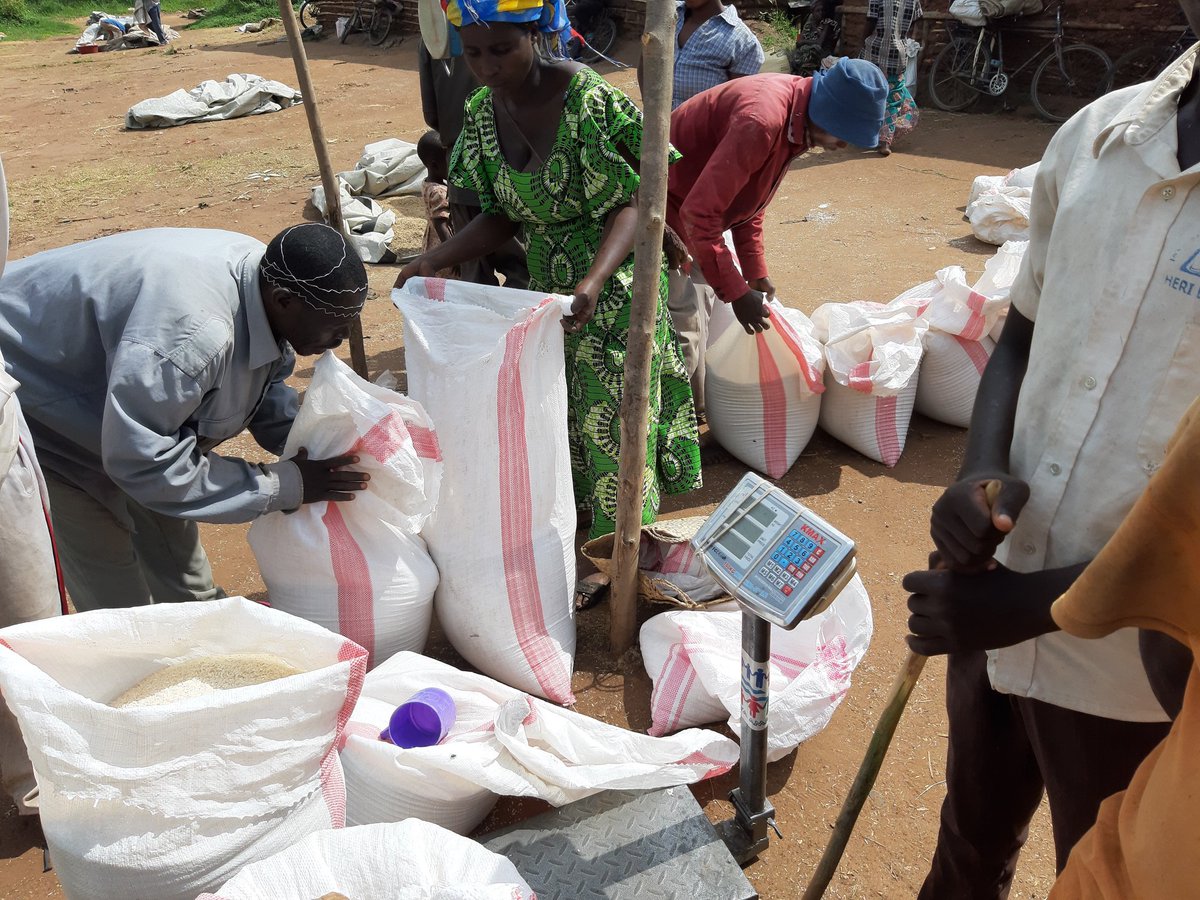 faustinkuli1's tweet photo. Under the support of Agriterra and with their own resources and without the financial support of the banks, which remains a need,the cooperatives of the Ruzizi plain in DRCongo are beginning to supply rice to Bralima Bukavu, this is a contribution to economic recovery. https://t.co/ZWhWYWp6sl