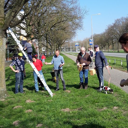 HansBuitenweg's tweet photo. Samen met IVN en buurtbewoners nestkastjes ophangen voor koolmezen. Tbv bestrijding eikenprocessierups👍 Wethouder van Mierlo (buurtbewoner) incognito aanwezig.  
@IVNAlmelo @Gemeente_Almelo @GL_Almelo https://t.co/NMSn7XqQSN