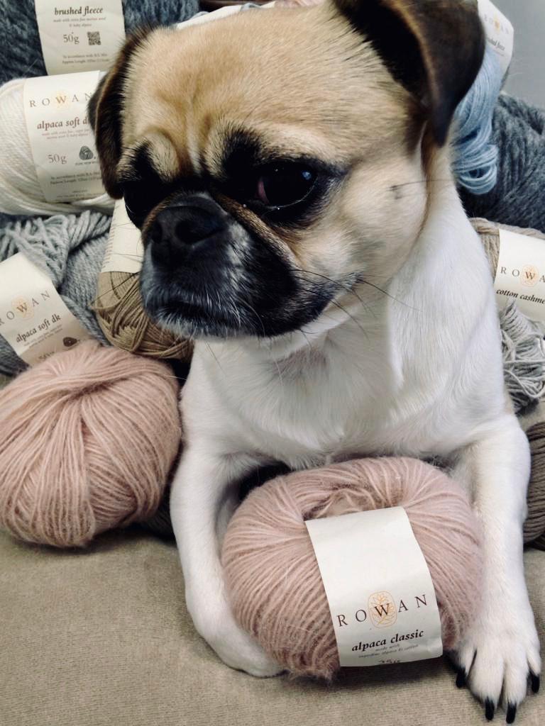 DAY 6. Weekend time! <a href="/WorldCraftWeek/">World Craft Week</a>  Can you guess what Bonnie's favourite yarn is?!  <a href="/RowanYarns/">Rowan Yarns</a> #makeitmindful 🐶 🧶

#woldcraftweek #quailstudio #rowanyarns #yarn #knitted #knitlife #knitwear #knittinglove #knittersofinstagram