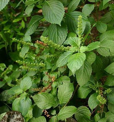 Favour_2018's tweet photo. ENRICH YOUR POCKET WEEKLY WITH HSP EARNINGS!!!!!

HEALTH BENEFITS OF SCENT LEAF (EFIRIN)
MANY PEOPLE COOK FOOD WITH THIS leaf WITHOUT KNOWING IT HEALTH BENEFIT, 
Well if you cook with this leaf keep it up for amazing good for your family.
Scent leaf is a wonderful leaf in Africa https://t.co/UNiPZTkZ5k