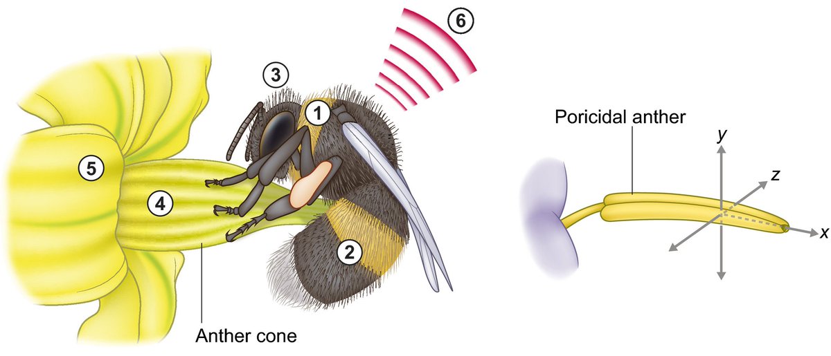 NewPhyt's tweet image. Buzz pollination: studying bee vibrations on flowers @nicrodemo  #Tansleyinsight  nph.onlinelibrary.wiley.com/doi/10.1111/np…