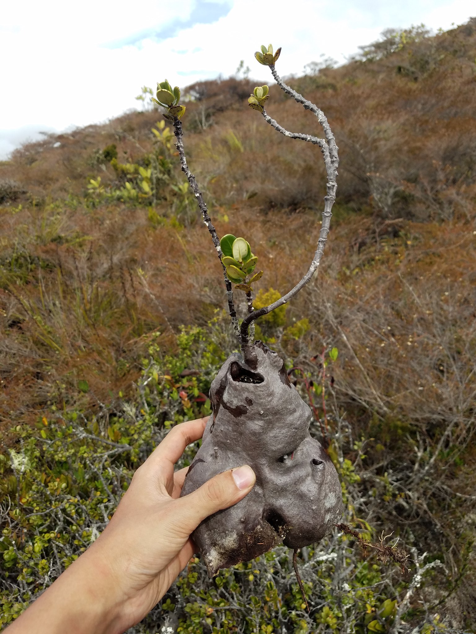 【アリ植物】伊藤蟻植物農園⭐︎ Hydnophytum. aff. ovatum アリ植物】伊藤蟻植物農園⭐︎ Hydnophytum. aff. ovatum