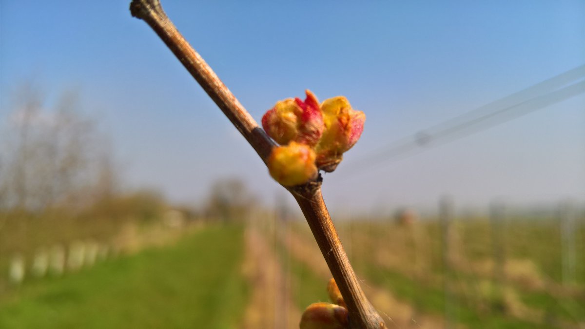 So after all this warm weather in the #vineyard we have first signs of #budburst from our <a href="/ImbibeSWA/">Sommelier Wine Awards</a> #wine of the year winning Solaris, just before forecast cold snap and a long time before we will be safe from risk of frost. #EnglishWine growing is anything but boring